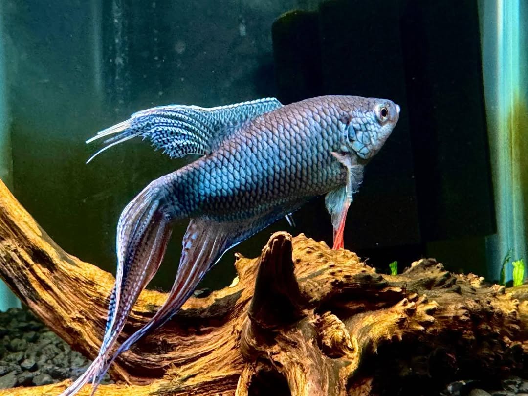 Anabantoids / Air Breathers