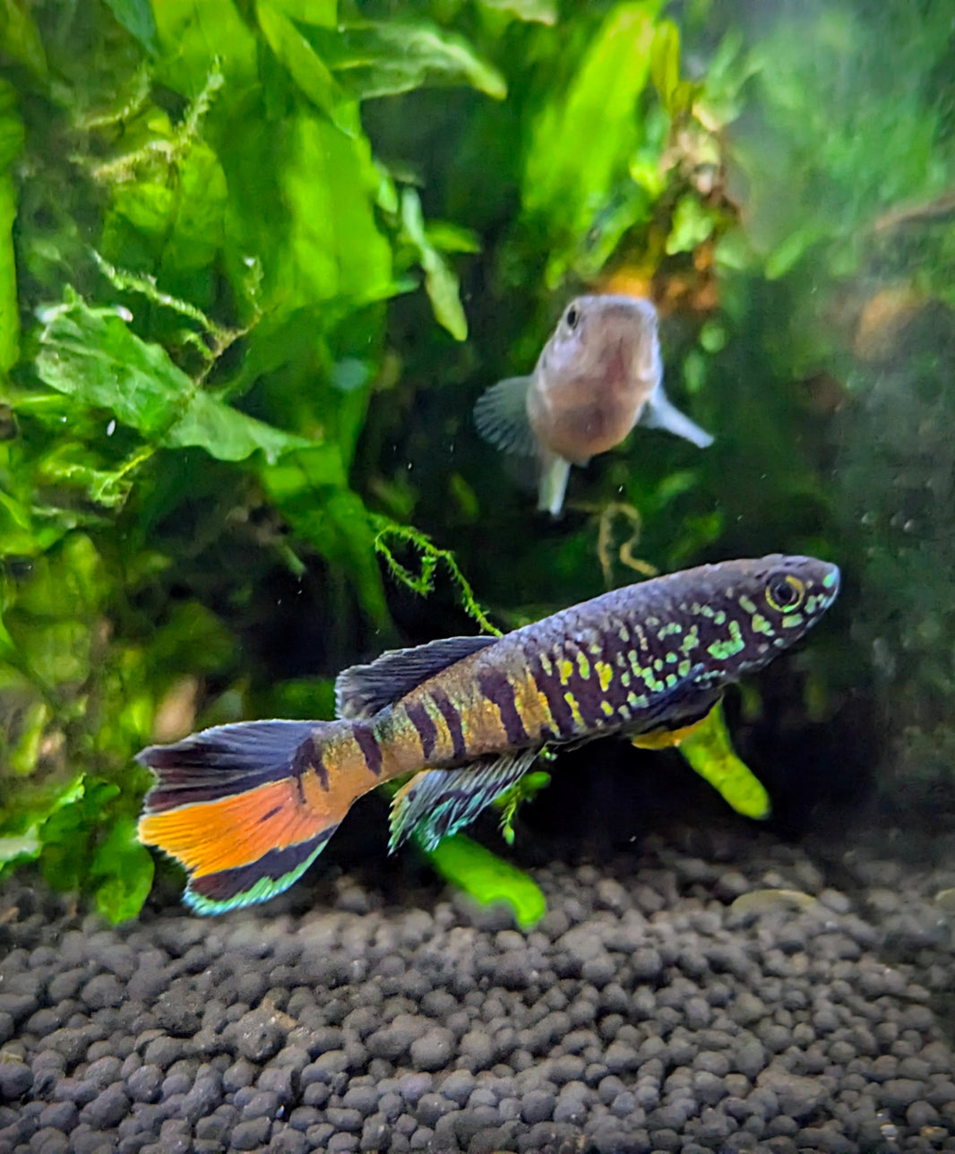 Killifish – Tropical Fish Co.