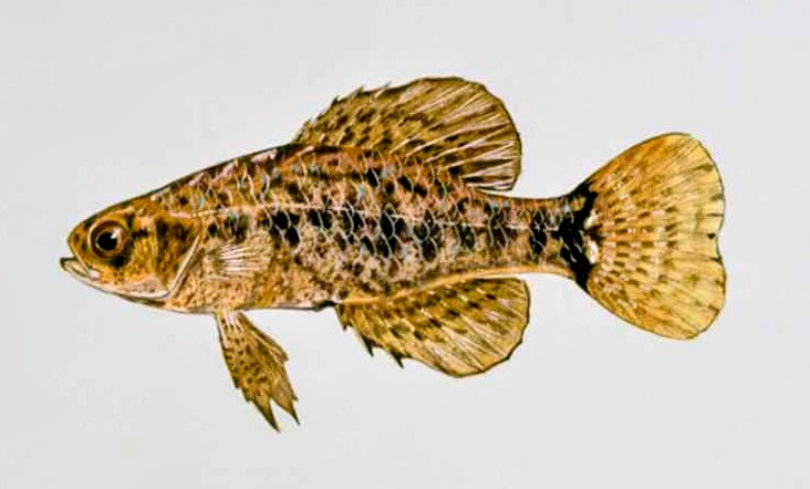 Brackish & Native Species