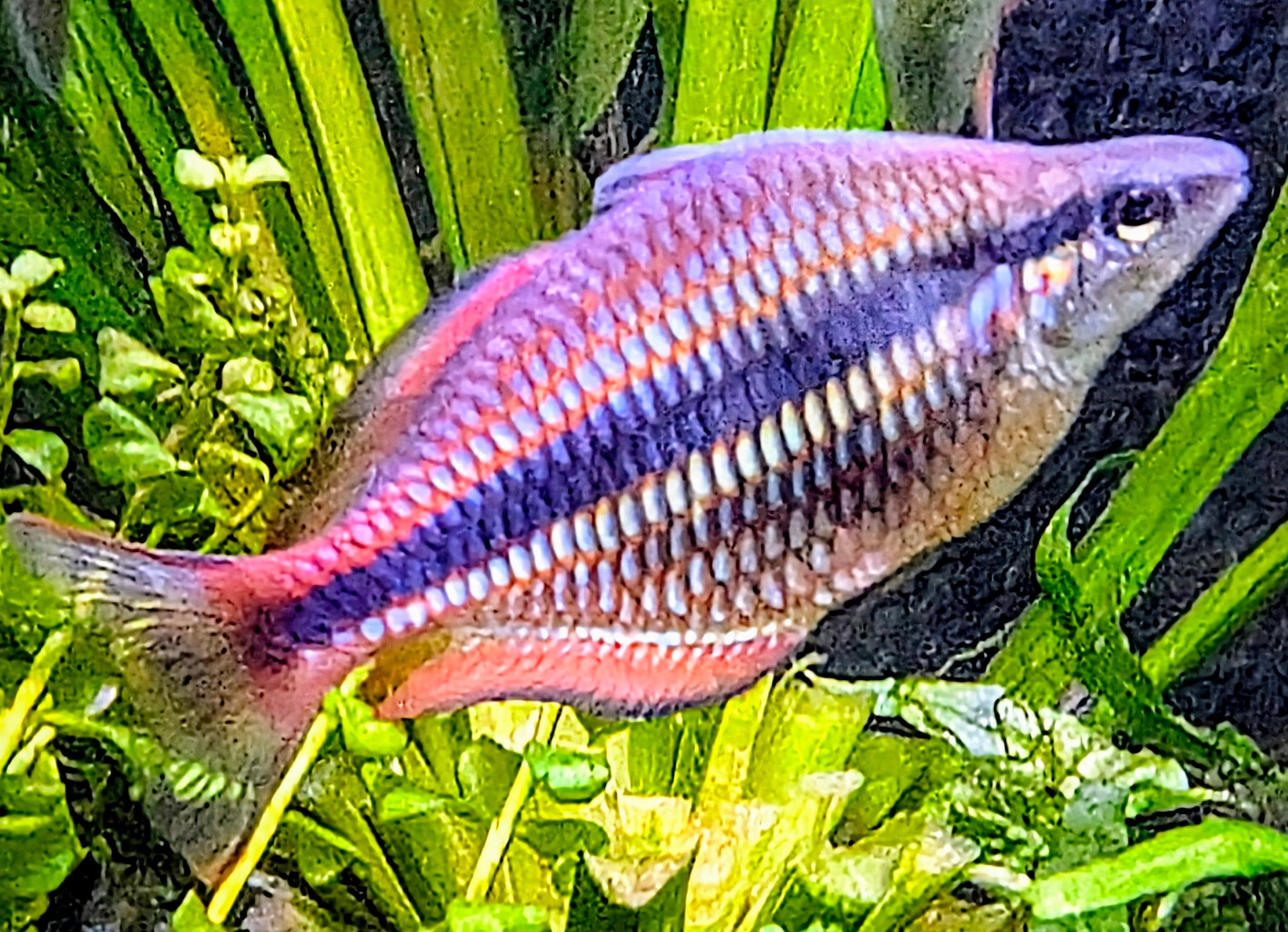 Rainbowfish