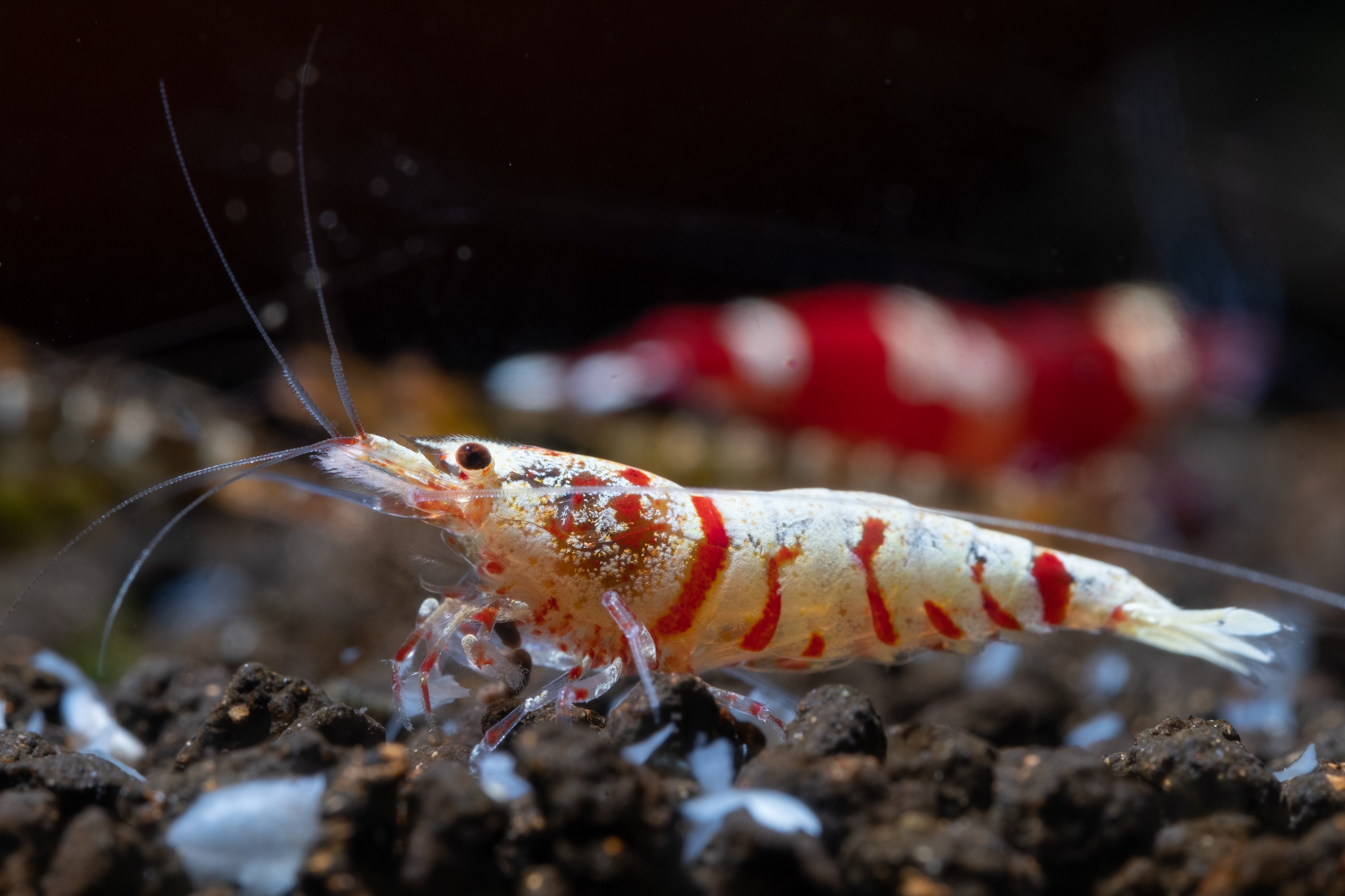 Invertebrates (Shrimp, Snails, Crabs)