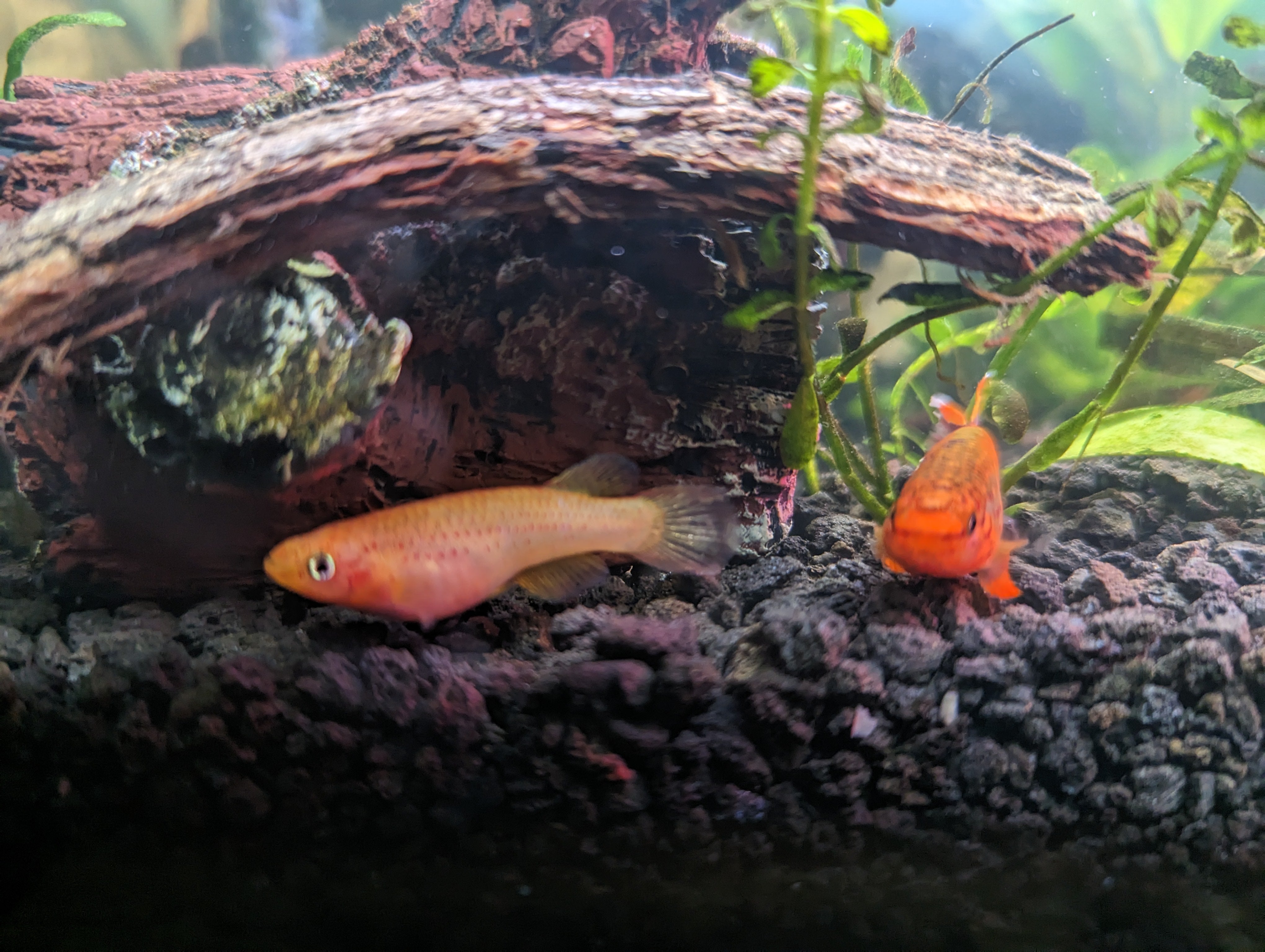 Gold Lyretail Killifish (Aphyosemion australe) Pair