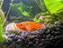 Gold Lyretail Killifish (Aphyosemion australe) Pair