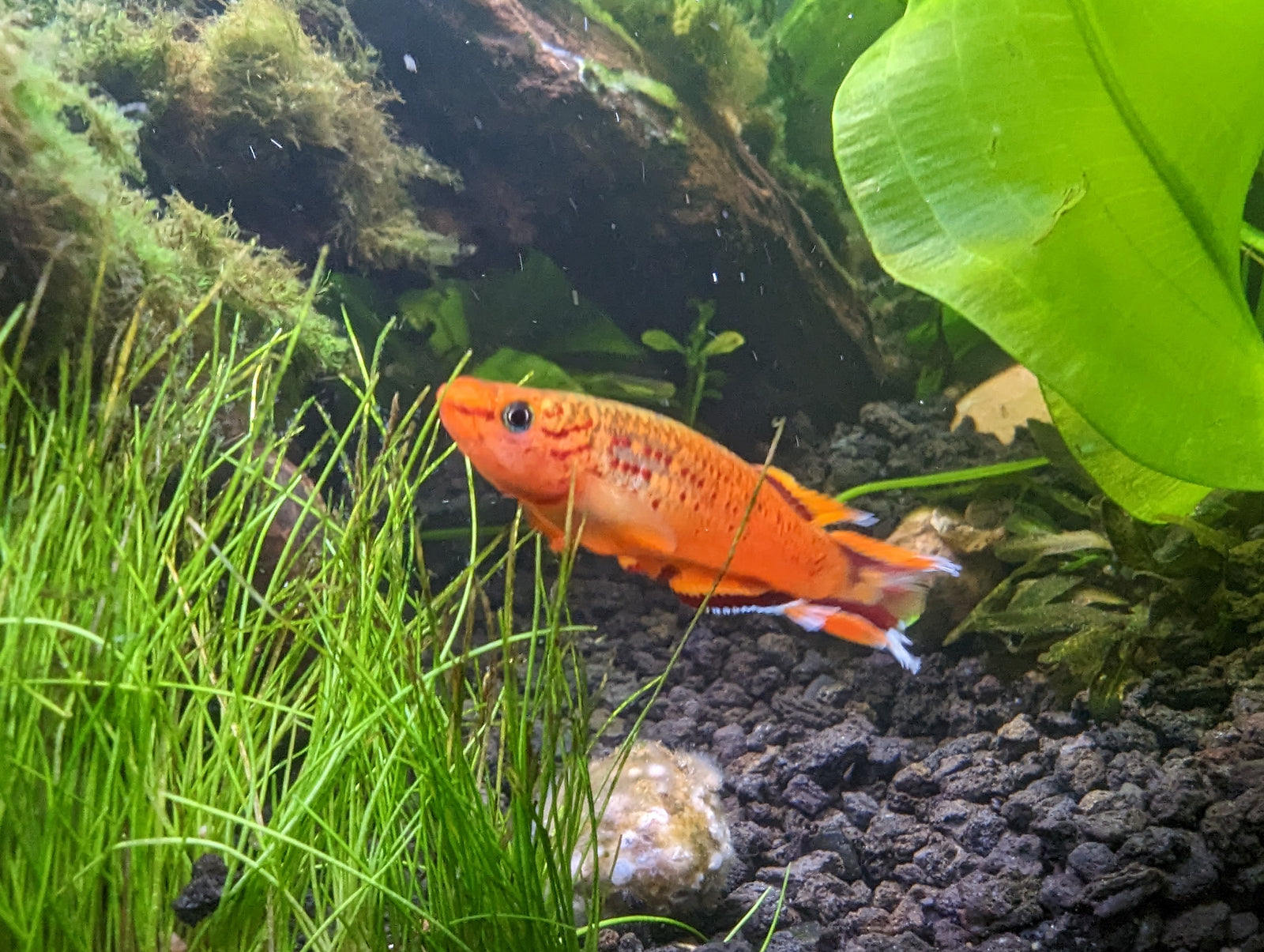 Gold Lyretail Killifish (Aphyosemion australe) Pair