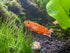 Gold Lyretail Killifish (Aphyosemion australe) Pair