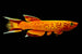 Gold Lyretail Killifish (Aphyosemion australe) Pair
