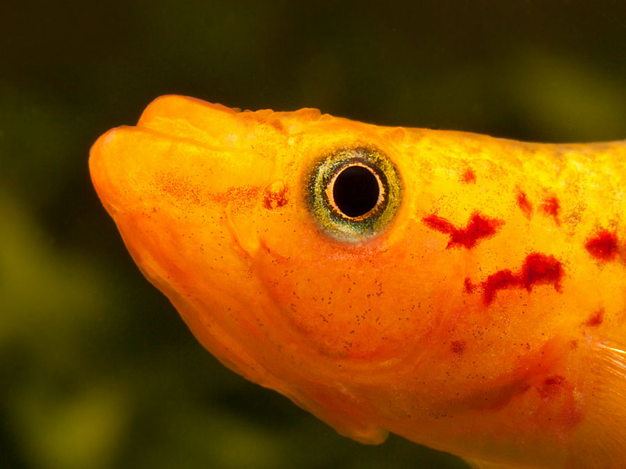 Gold Lyretail Killifish (Aphyosemion australe) Pair