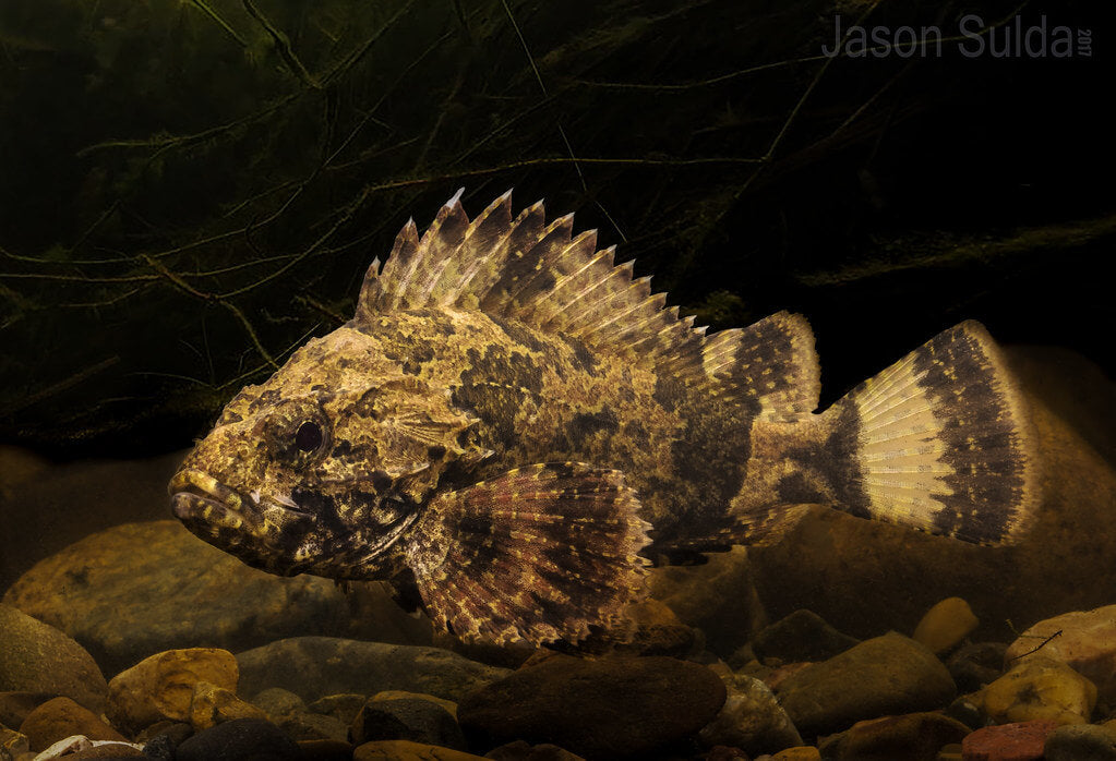 Bullrout Stonefish (Notesthes robusta) ***Venomous***
