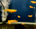 Red Emperor Ricefish -RLF Line (Oryzias latipes)