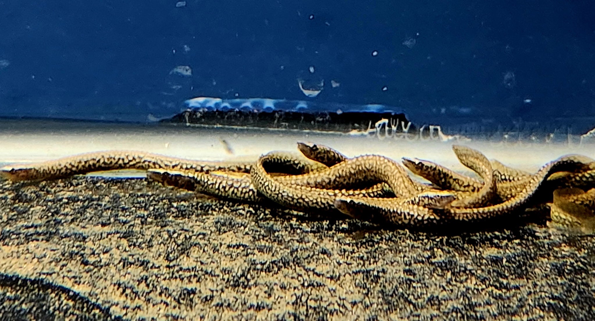 Dwarf White Spot Spiny Eel (Sinobdella longitubulus)