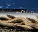 Dwarf White Spot Spiny Eel (Sinobdella longitubulus)