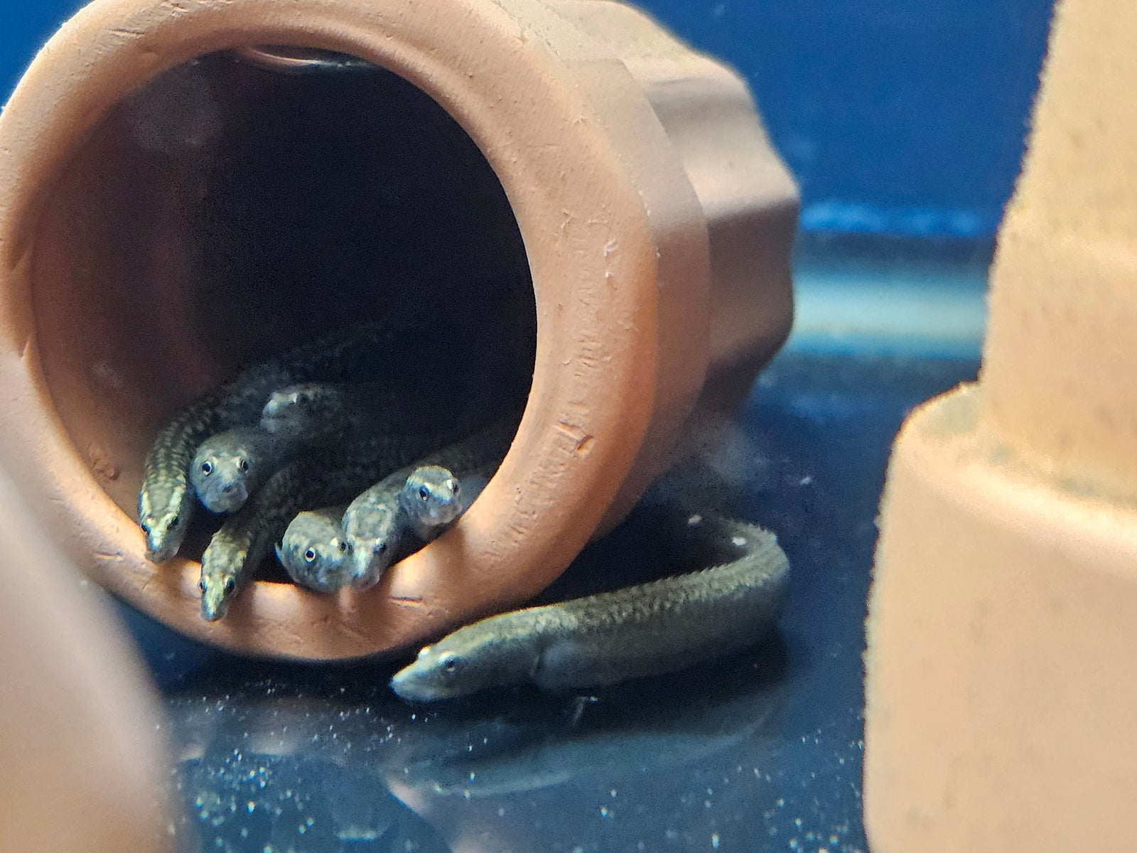 Dwarf White Spot Spiny Eel (Sinobdella longitubulus)