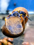 Blueberry Snail (Viviparus sp.) 3 Pack