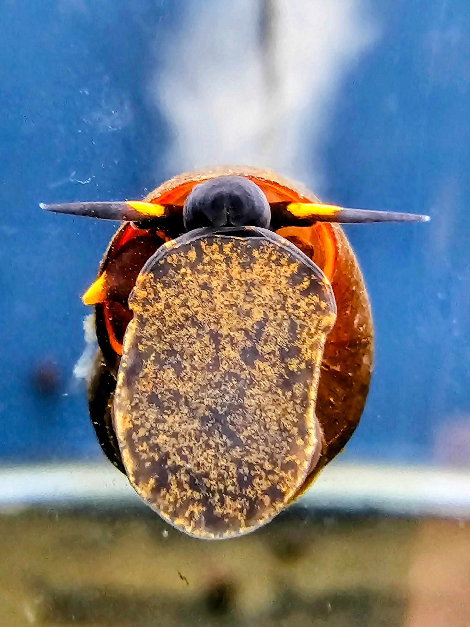 Blueberry Snail (Viviparus sp.) 3 Pack