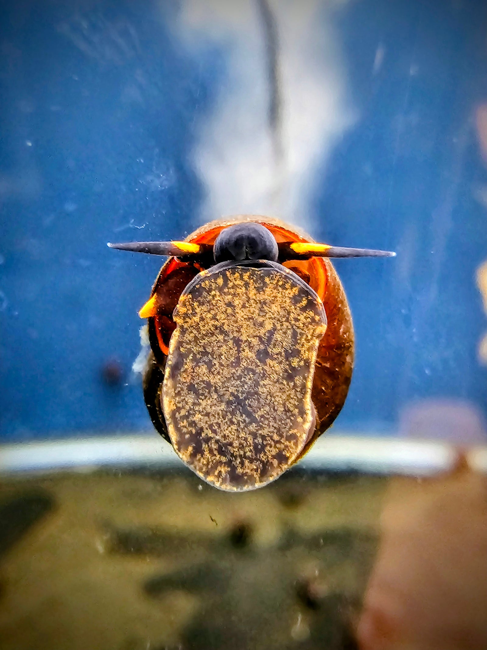Blueberry Snail (Viviparus sp.) 3 Pack