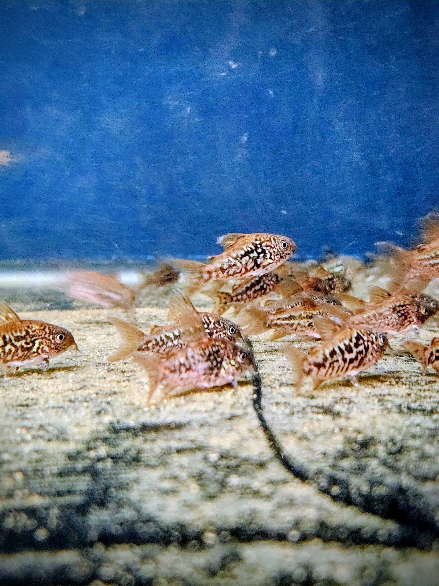 C005 Pantanal Cory (Brochis pantanalensis)