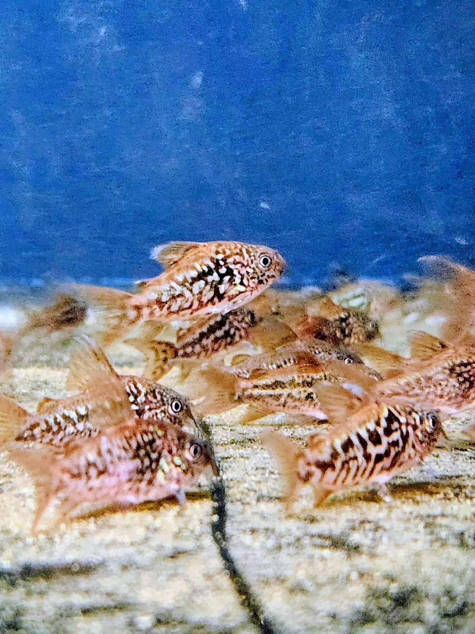 C005 Pantanal Cory (Brochis pantanalensis)