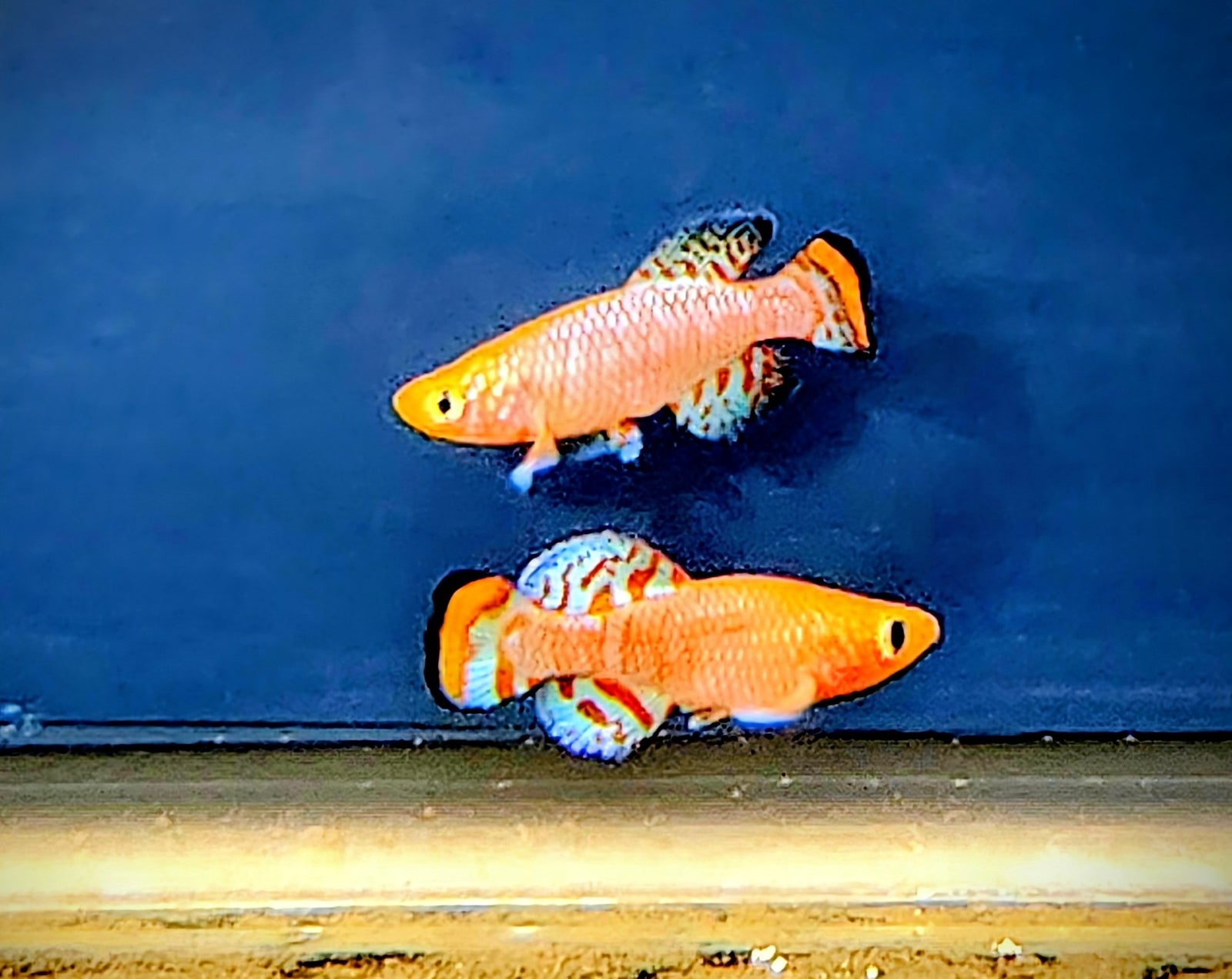 Nothobranchius rachovii