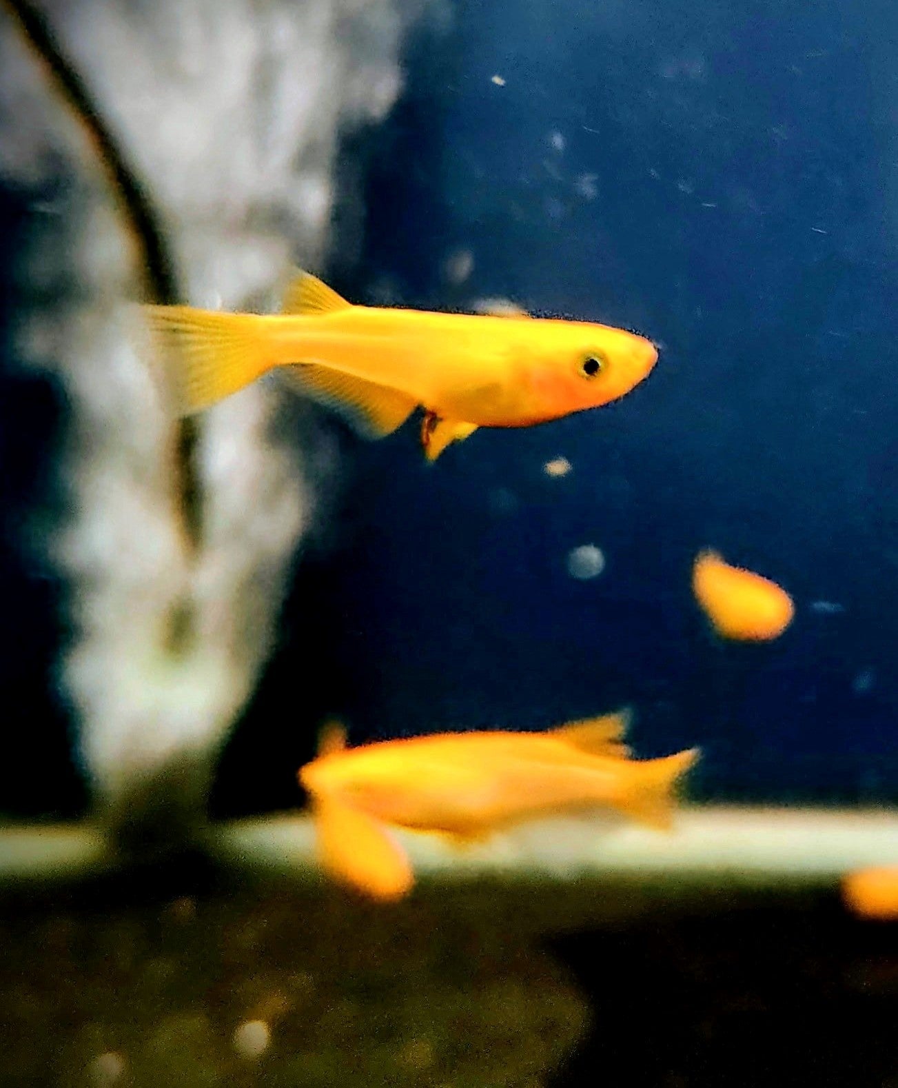 Red Emperor Ricefish -RLF Line (Oryzias latipes)