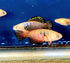 Magnificent Killifish (Hypsolebias magnificus) Pair