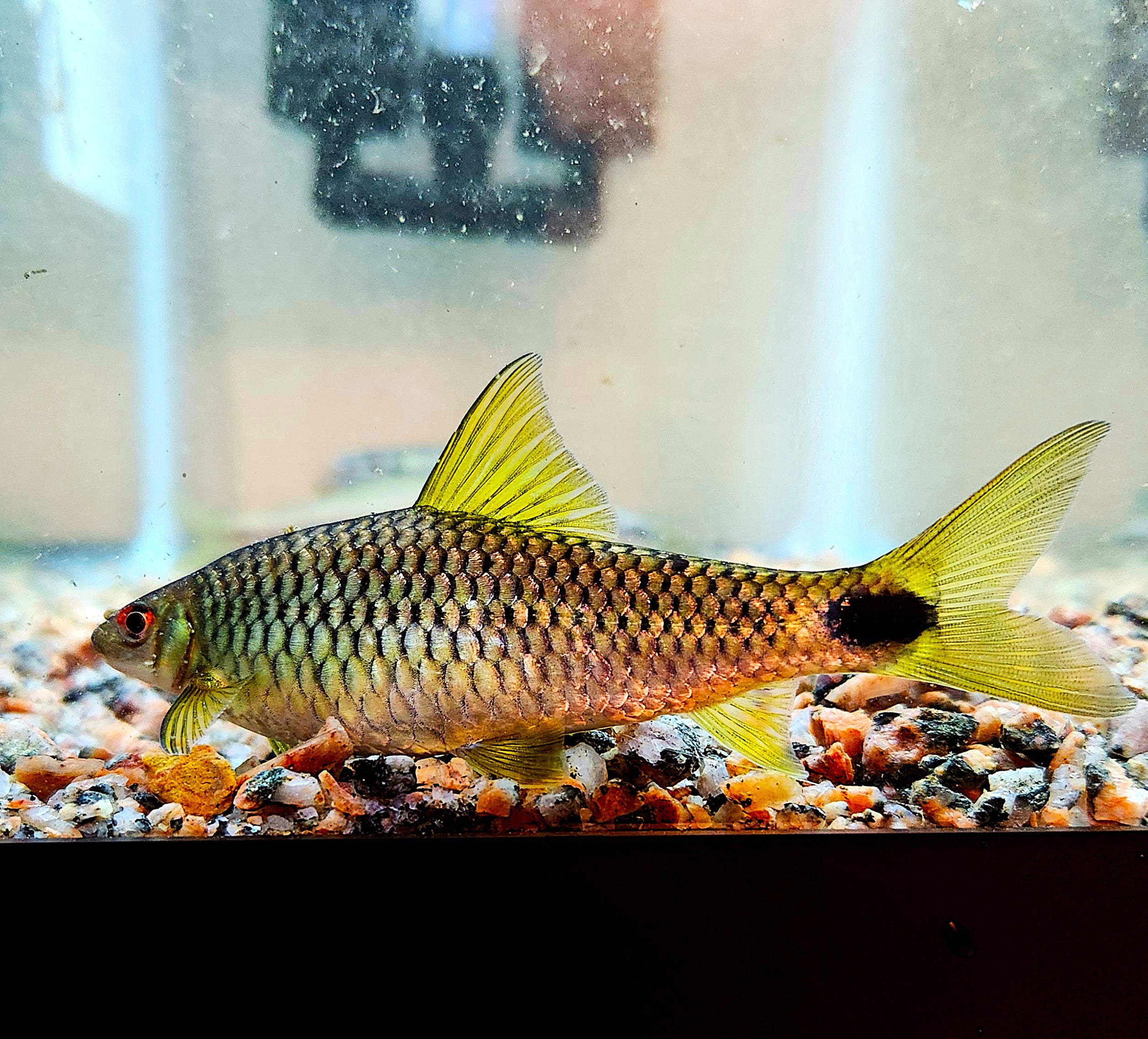 Spot Tail Algae Eater (Crossocheilus reticulatus)