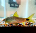Spot Tail Algae Eater (Crossocheilus reticulatus)