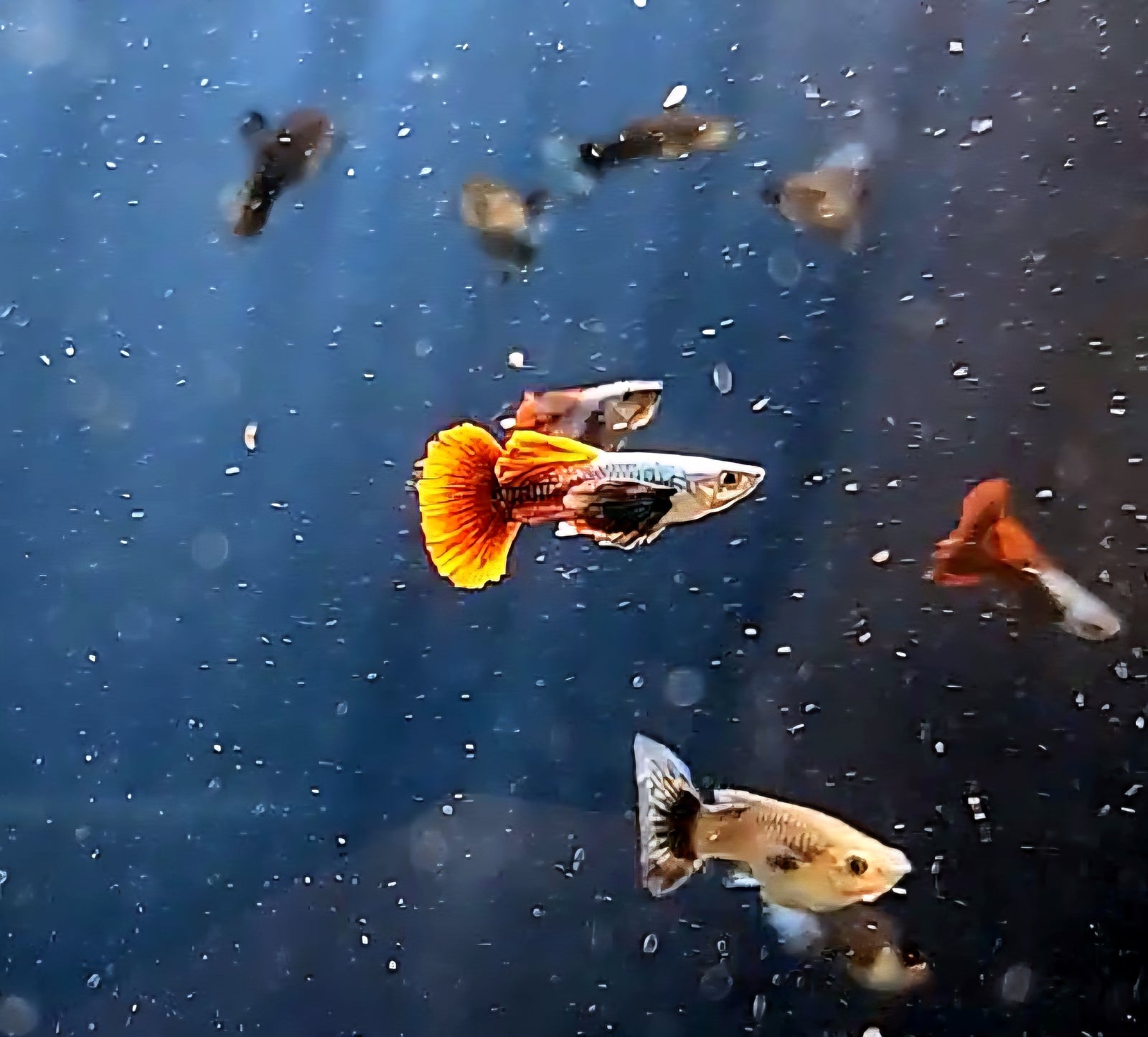 Platinum Redtail Dumbo Ear Guppy (Poecilia reticulata) Pair