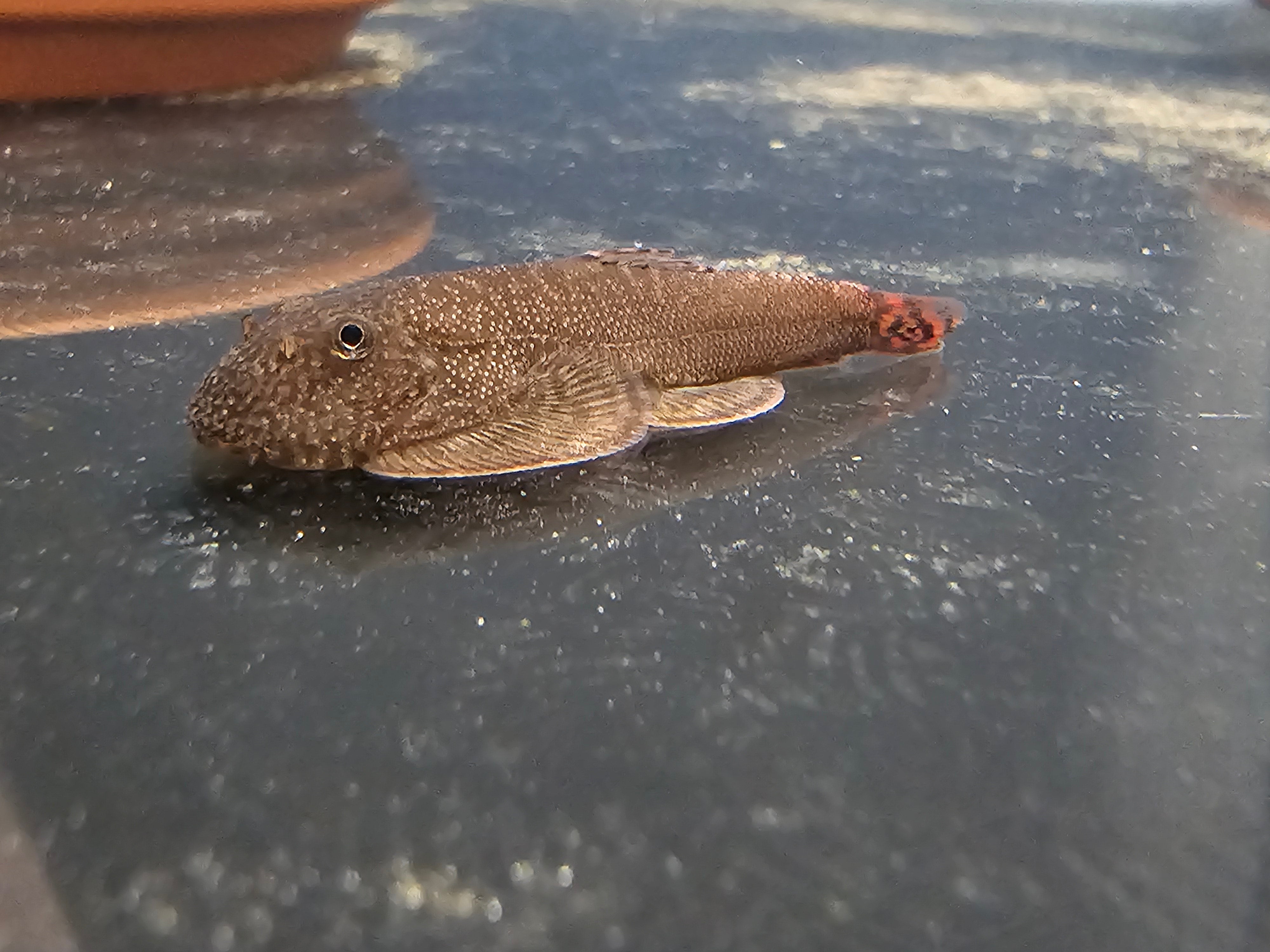 Red Devil Hillstream Loach