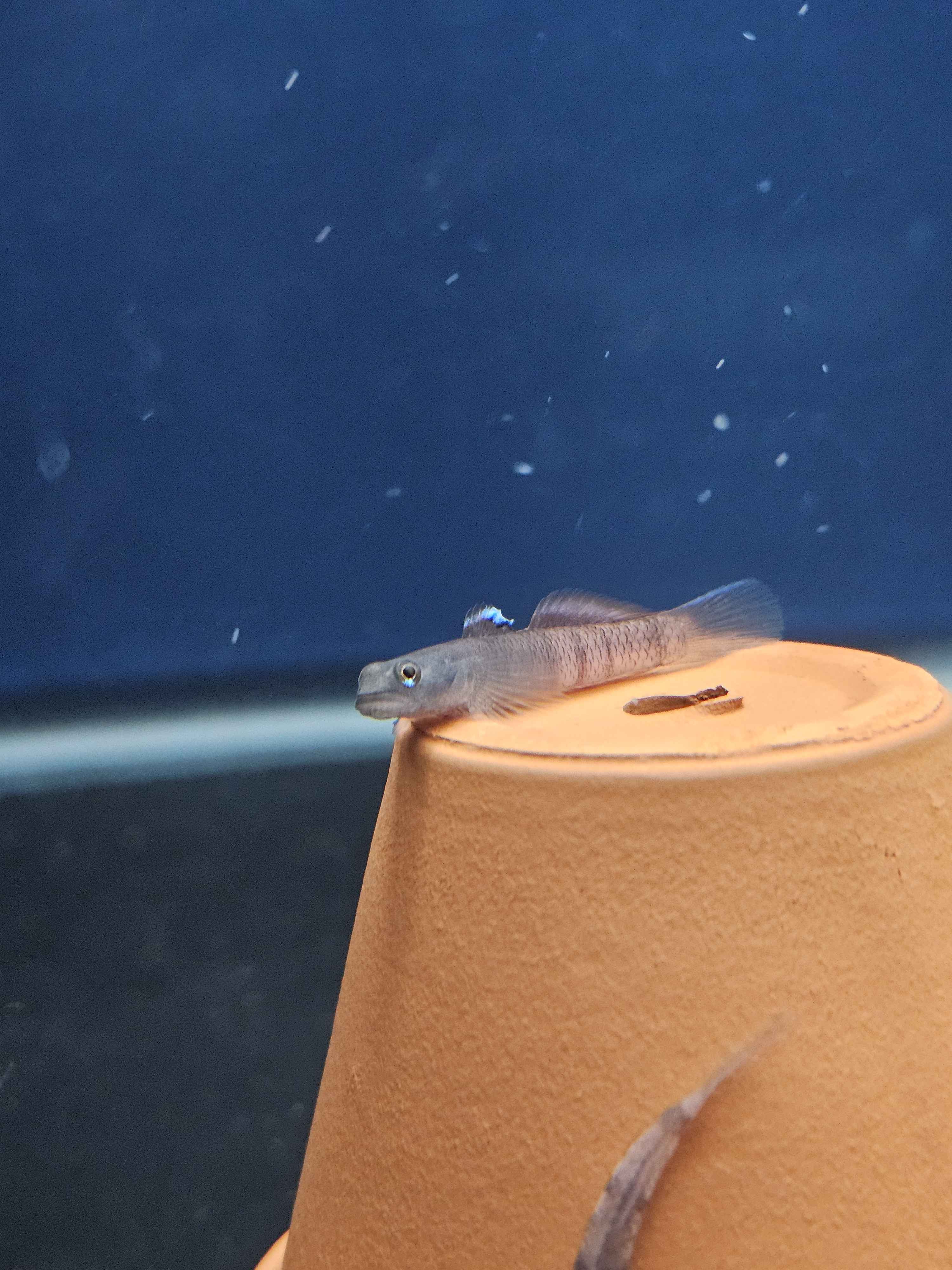 Flaming Arrow Goby (Sicyopus zosterophorus)