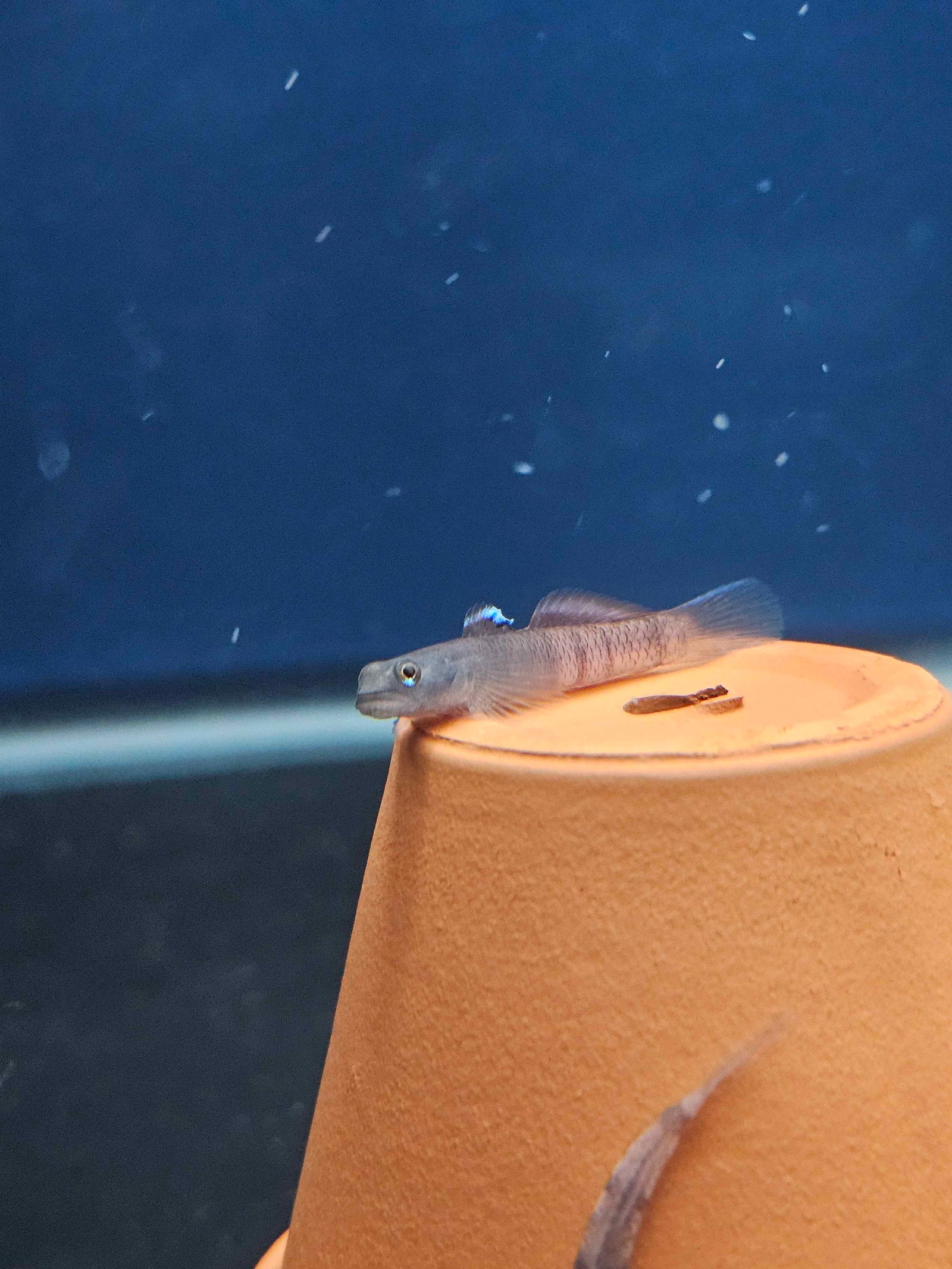 Flaming Arrow Goby (Sicyopus zosterophorus)