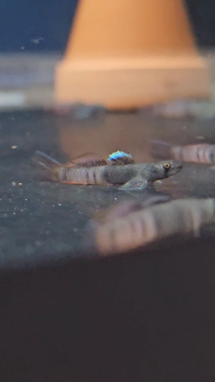 Flaming Arrow Goby (Sicyopus zosterophorus)