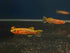 Gold Gardneri Killifish (Fundulopanchax gardneri 'Gold') Pair