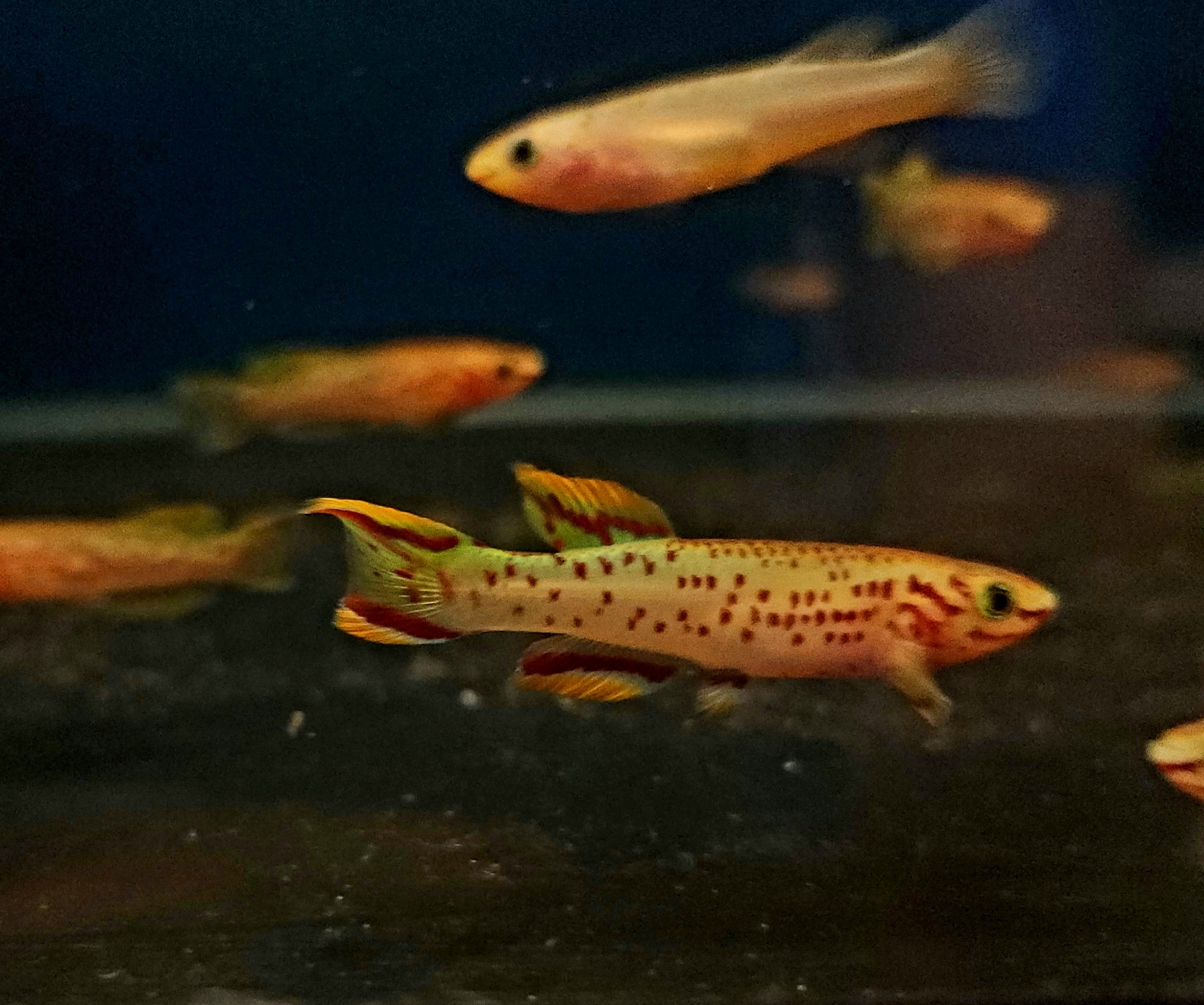 Gold Gardneri Killifish (Fundulopanchax gardneri 'Gold') Pair