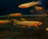 Gold Gardneri Killifish (Fundulopanchax gardneri 'Gold') Pair