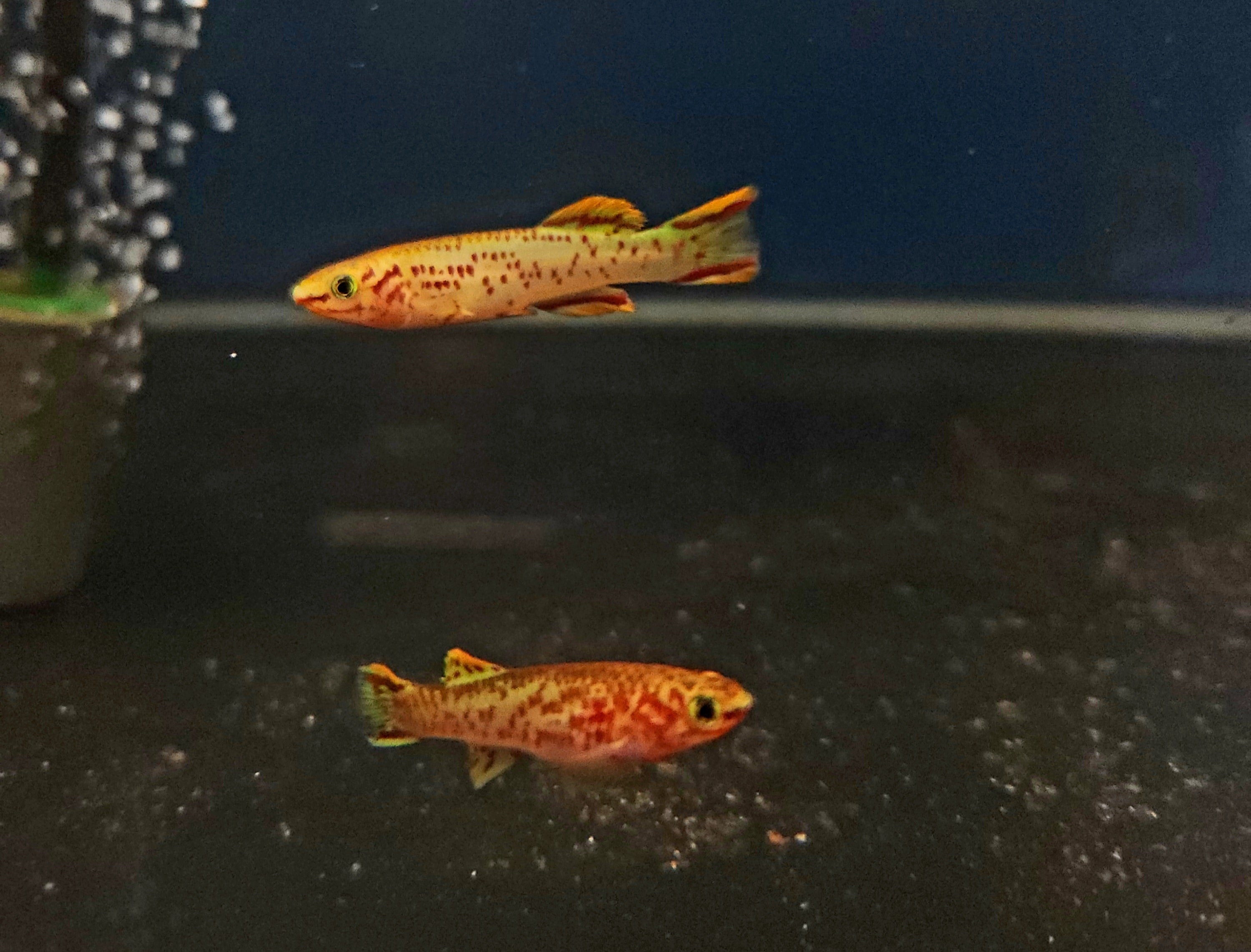 Gold Gardneri Killifish (Fundulopanchax gardneri 'Gold') Pair