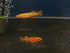 Gold Gardneri Killifish (Fundulopanchax gardneri 'Gold') Pair