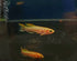 Gold Gardneri Killifish (Fundulopanchax gardneri 'Gold') Pair