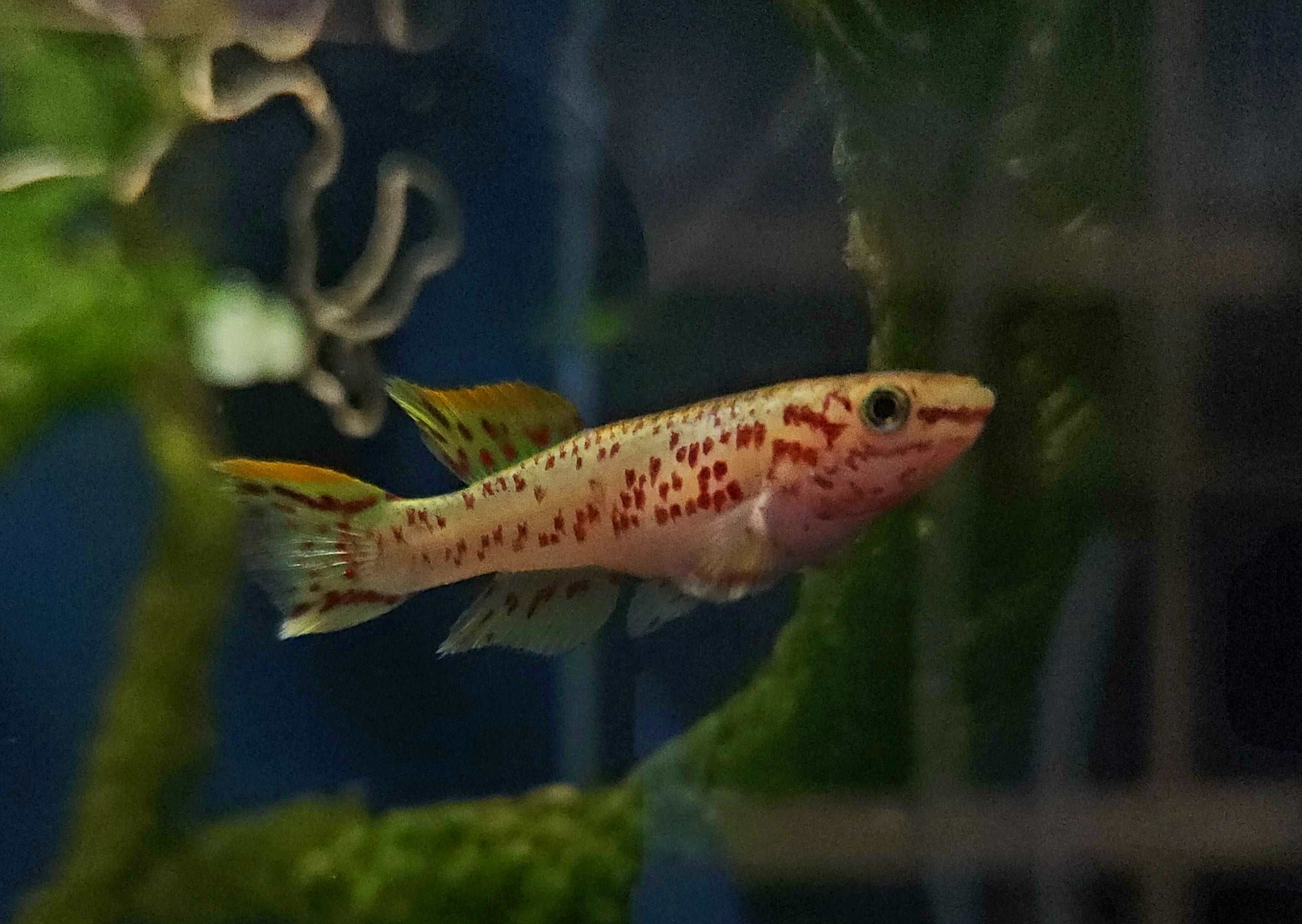Gold Gardneri Killifish (Fundulopanchax gardneri 'Gold') Pair