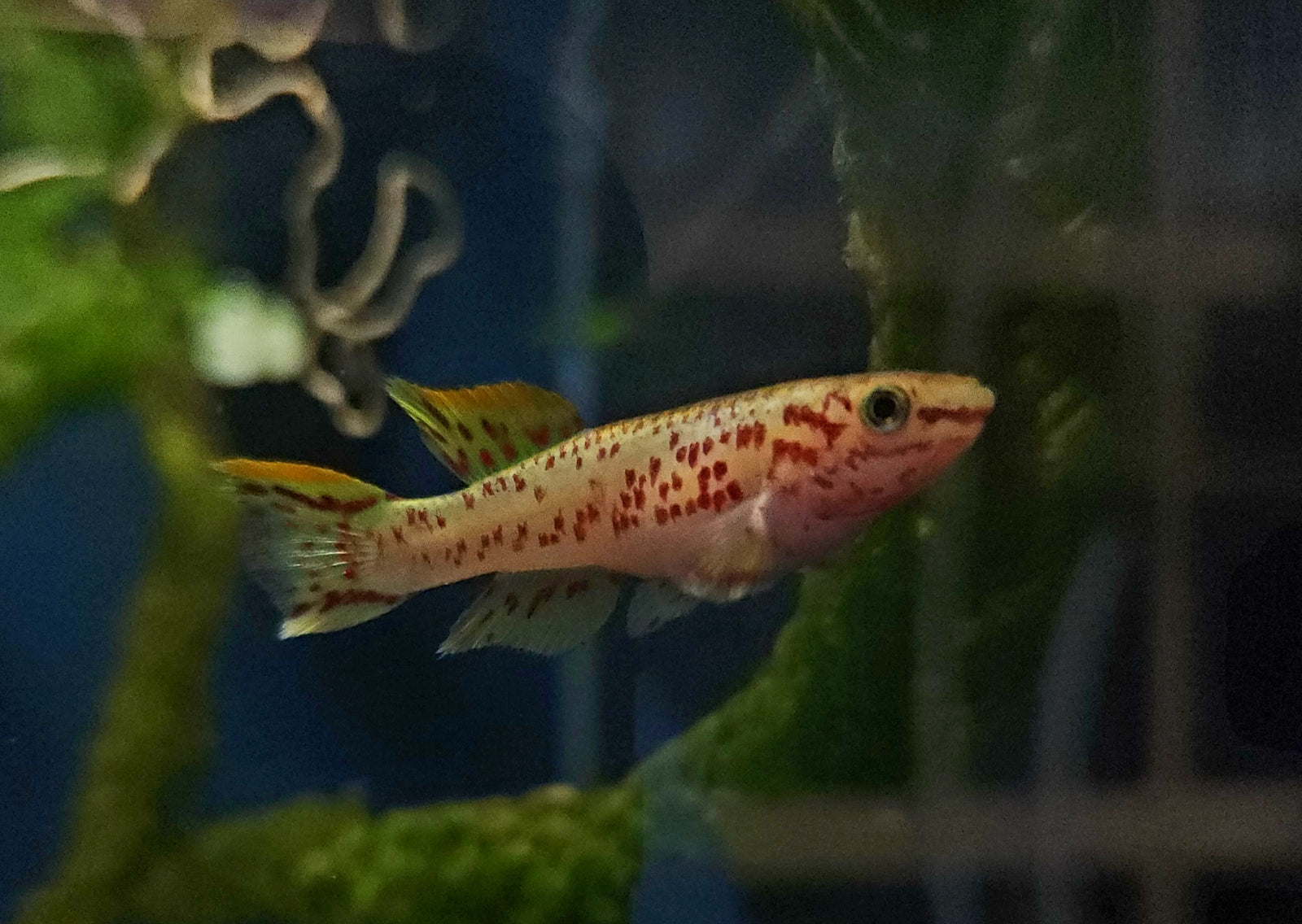 Gold Gardneri Killifish (Fundulopanchax gardneri 'Gold') Pair