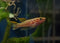 Gold Gardneri Killifish (Fundulopanchax gardneri 'Gold') Pair