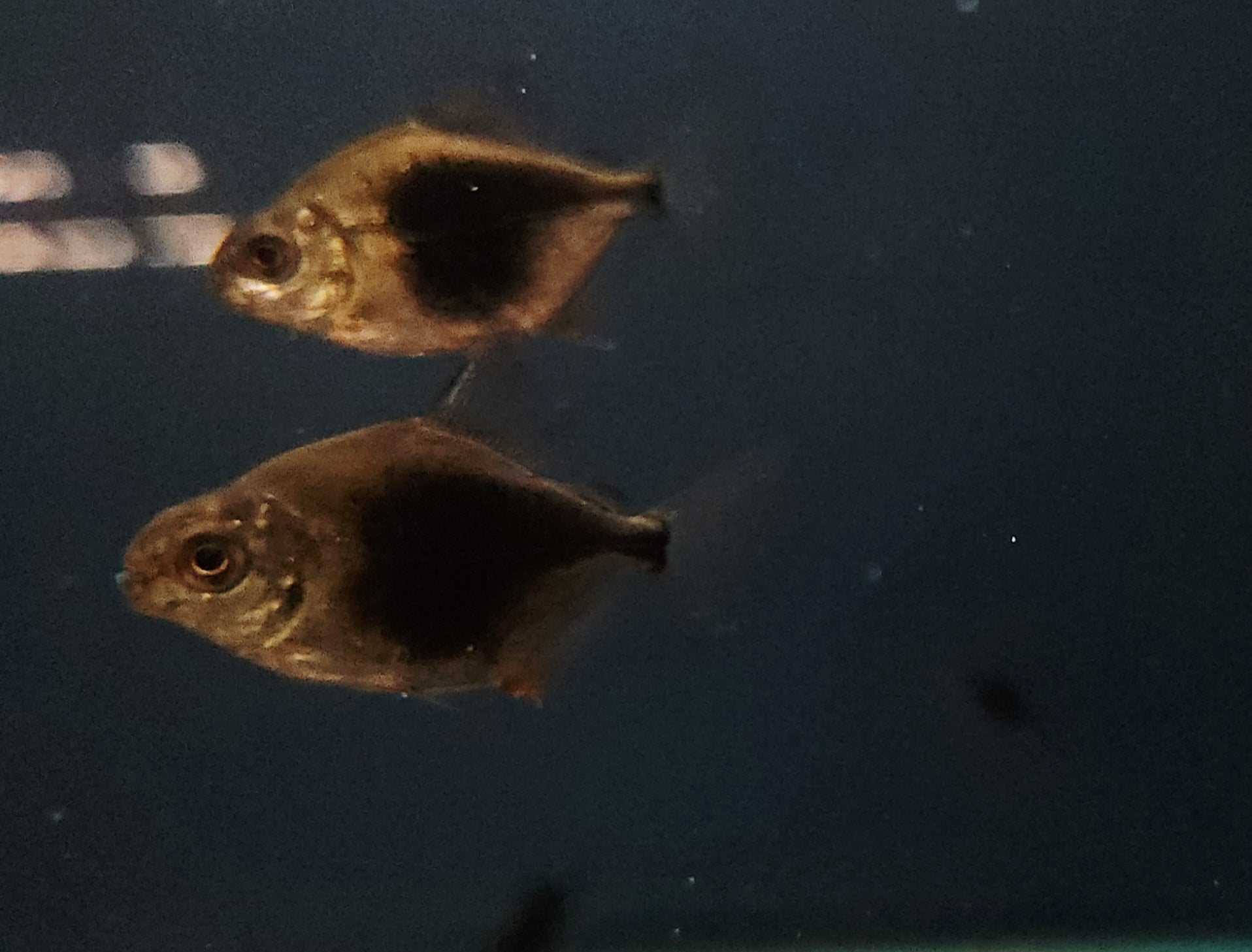 Blackberry Silver Dollar (Myloplus schomburgkii)