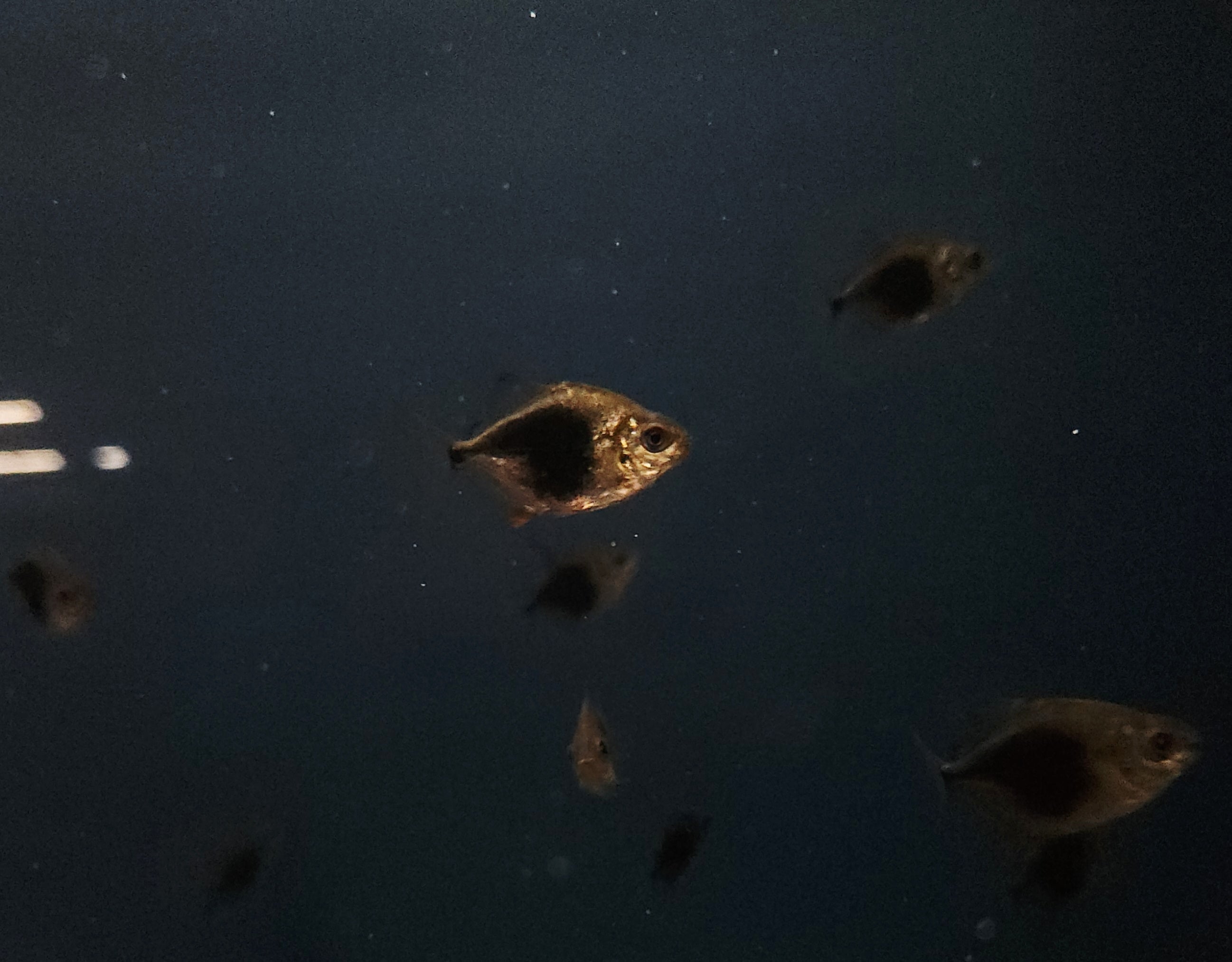 Blackberry Silver Dollar (Myloplus schomburgkii)