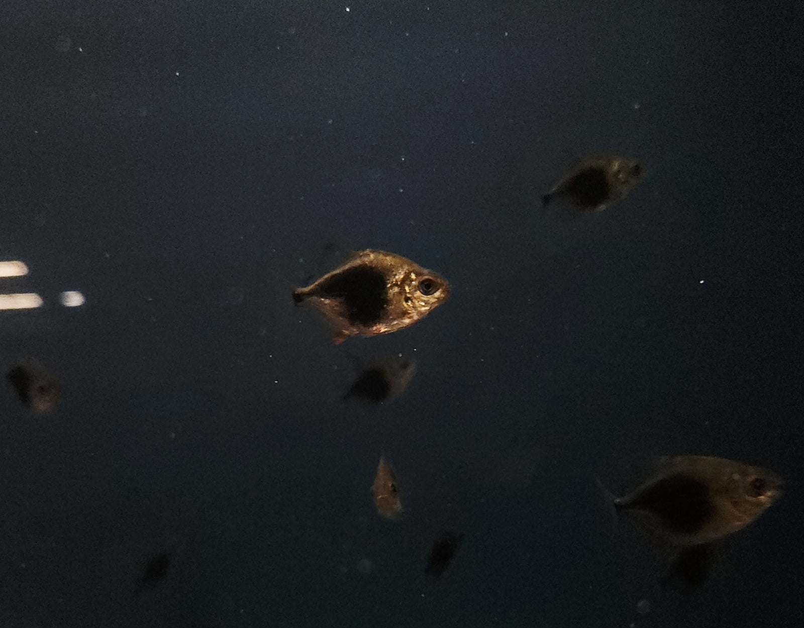 Blackberry Silver Dollar (Myloplus schomburgkii)