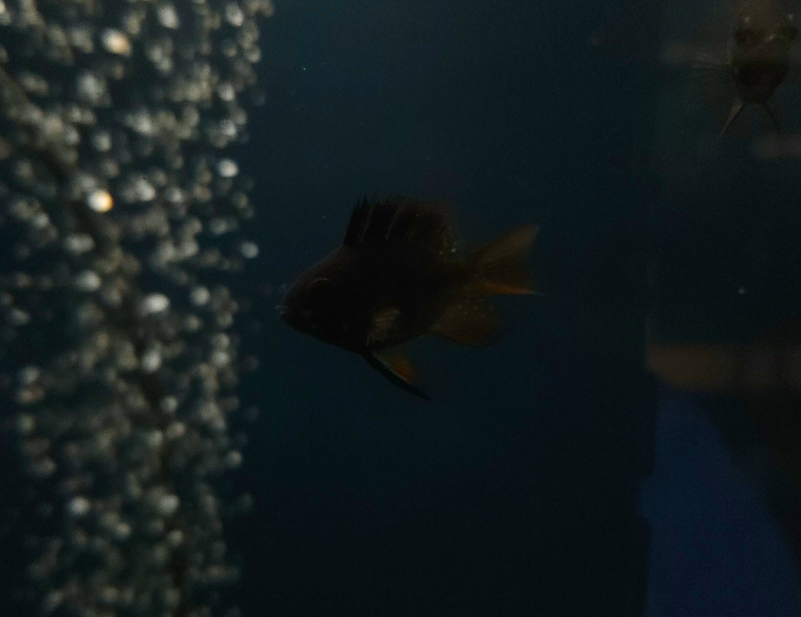 Dark Balloon Ram (Mikrogeophagus ramirezi)