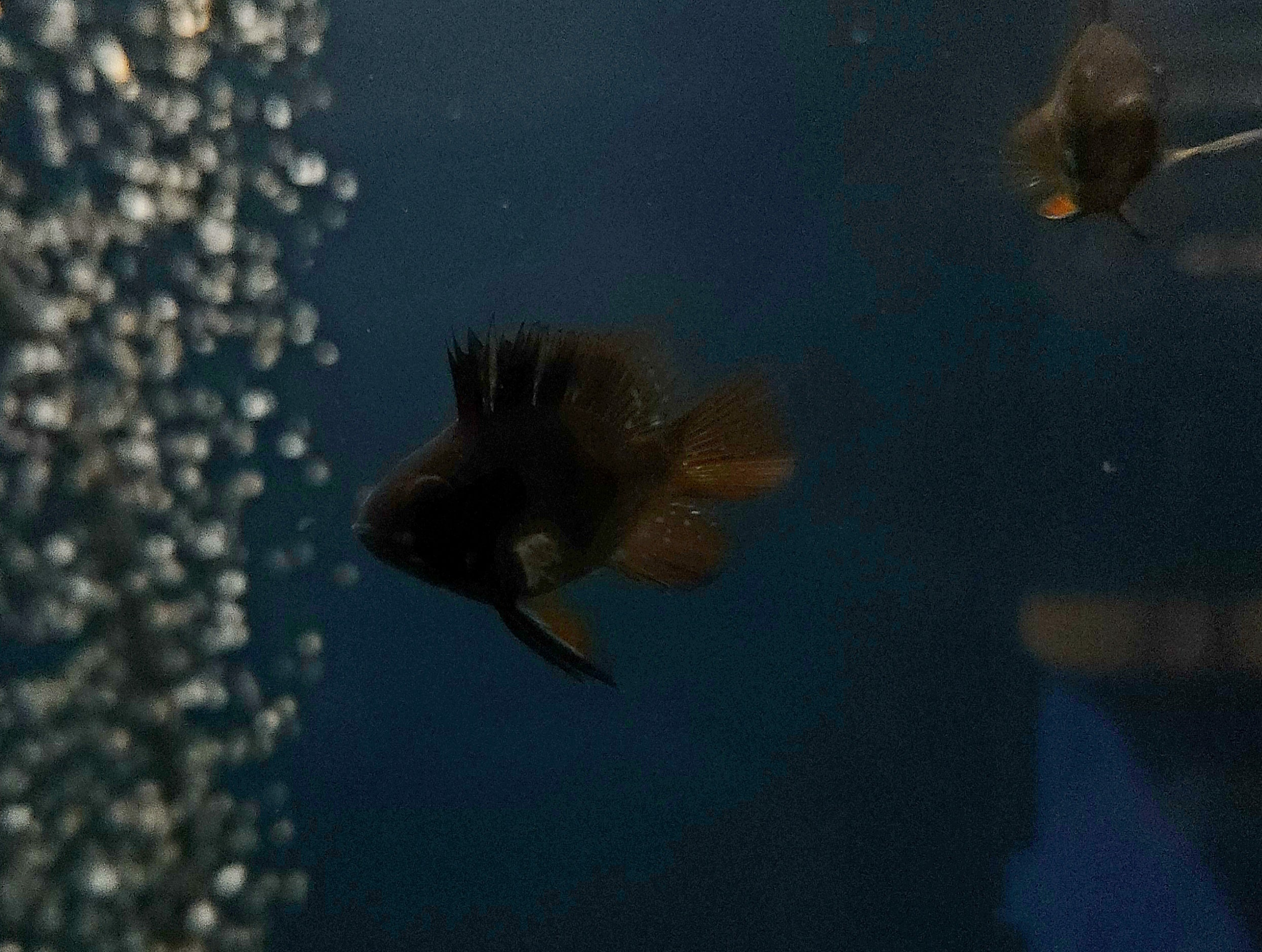 Dark Balloon Ram (Mikrogeophagus ramirezi)