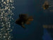 Dark Balloon Ram (Mikrogeophagus ramirezi)