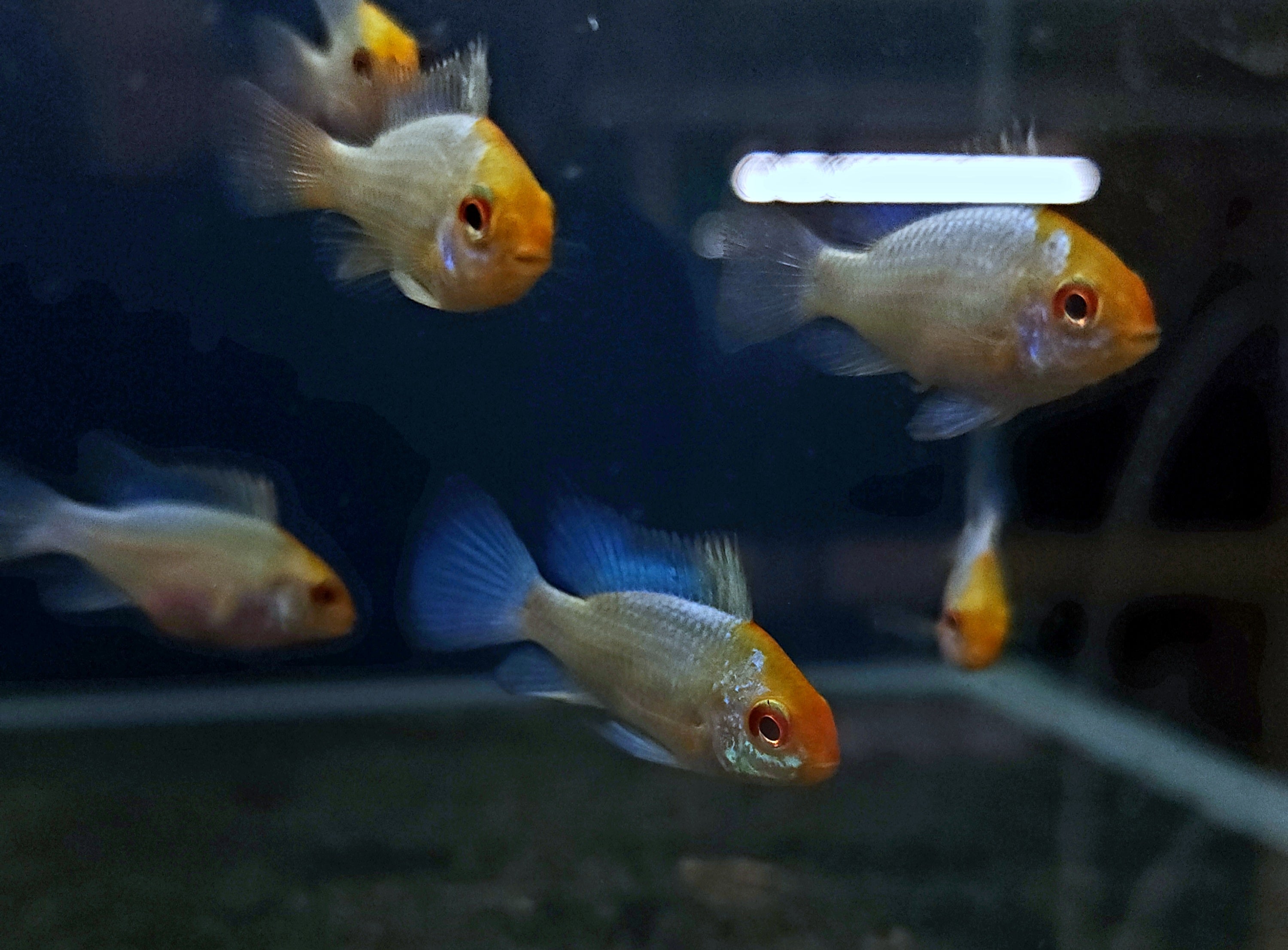 Gold Head Electric Blue Ram (Mikrogeophagus ramirezi)