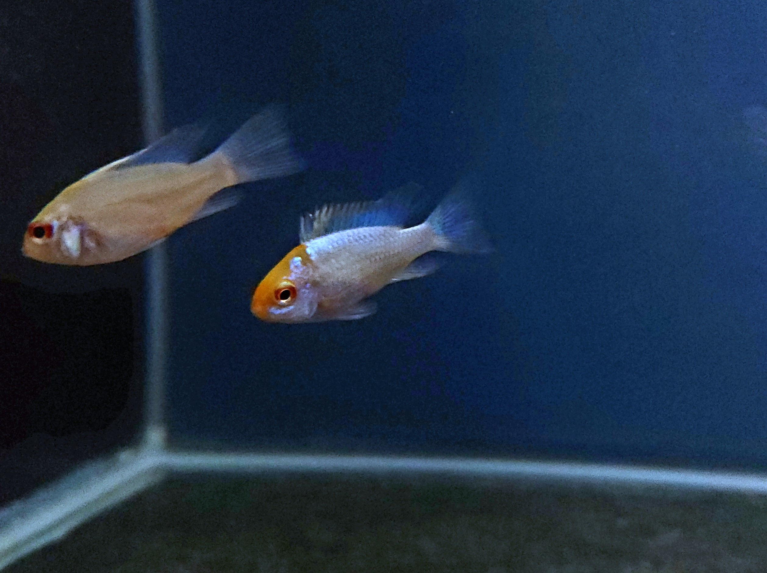 Gold Head Electric Blue Ram (Mikrogeophagus ramirezi)