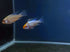 Gold Head Electric Blue Ram (Mikrogeophagus ramirezi)