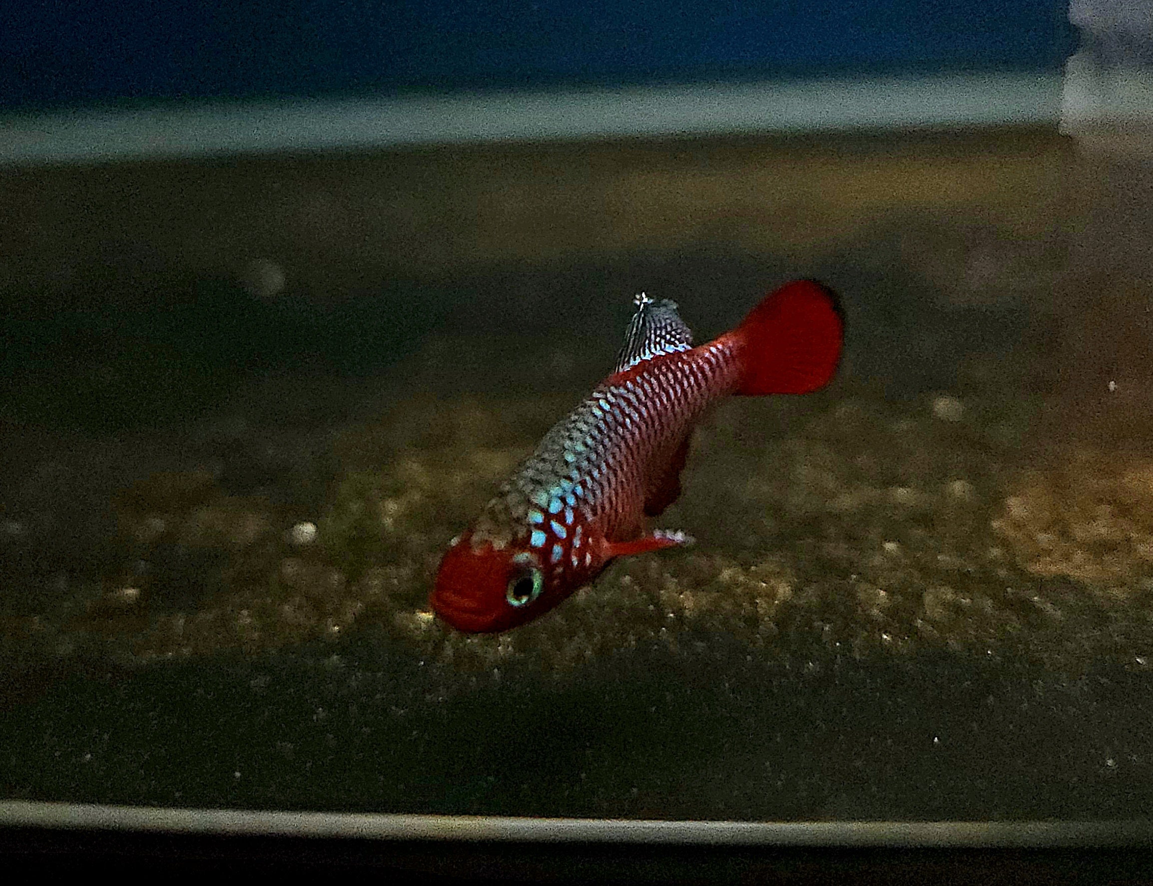 Redfin Notho 'Mbezi' (Nothobranchius rubripinnis) Pair